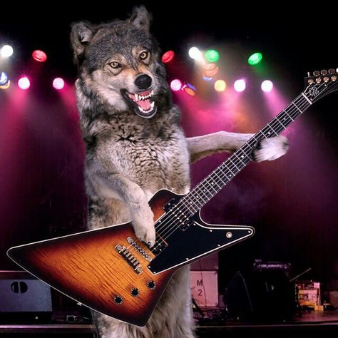 Wolf playing electric guitar Wolf Playing, Playing Electric Guitar, Wolf Dog, Playing Guitar, Funny Dogs, Make Me Smile, Electric Guitar, The Live, Music Instruments