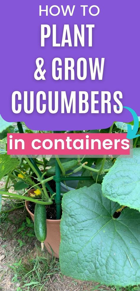 Growing Cucumbers In Containers, Types Of Cucumbers, Cucumbers In Containers, Cucumbers In Pots, When To Plant Cucumbers, How To Grow Cucumbers, Cucumber Flower, Grow Cucumbers, Cucumber Gardening