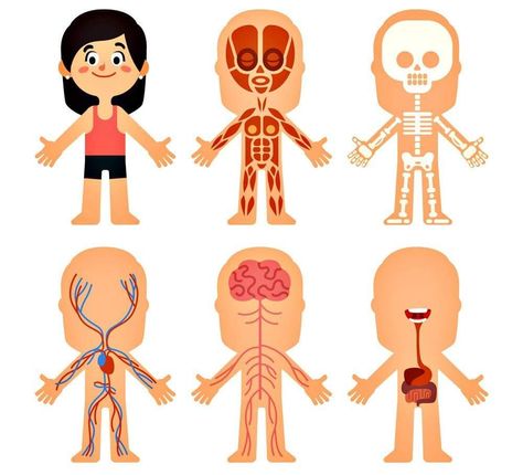 Human Body Crafts, Body Preschool, Human Body Activities, Summer Science, Dramatic Play Preschool, Preschool Units, Canvas Learning, Human Body Systems, Education Activities