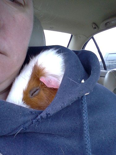 taking a snooze in mama's hood Guinnea Pig, A Mimir, Pig Pics, Guinea Pigs Funny, Baby Guinea Pigs, Pet Guinea Pigs, Cute Guinea Pigs, Guinea Pig Cage, Cute Piggies