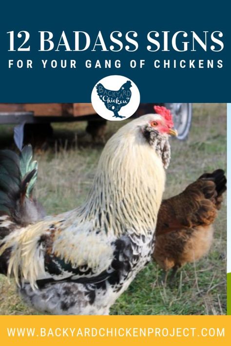 You know what your gang of chickens deserves? A badass coop!  We've picked out a dozen chicken coop signs to help you snazz up the place. Or, you know, give your chickens something to poop on. #homesteading #homestead #backyardchickens #chickens #raisingchickens #poultry Chicken Coop Names, Raising Chickens For Eggs, Coop Signs, Feeding Chickens, Coop Decor, Chicken Coop Decor, Raising Farm Animals, Raising Chicks, Chicken Coop Signs