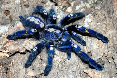 Name: Peacock Tarantula (Poecilotheria metallica); Range: Andhra Pradesh, India; Status: Critically Endangered Peacock Tarantula, Poecilotheria Metallica, Spiders, Snakes, Scorpion, Not Mine, Metallica