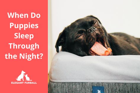 when do puppies sleep through the night Puppy Sleep Schedule, How To Crate Train A Puppy At Night, Puppy Night Training Sleep, Dog Not Sleeping Through The Night, Puppy Sleep Through Night, Three Dog Night, Sleeping Too Much, Potty Training Puppy, Sleeping Puppies