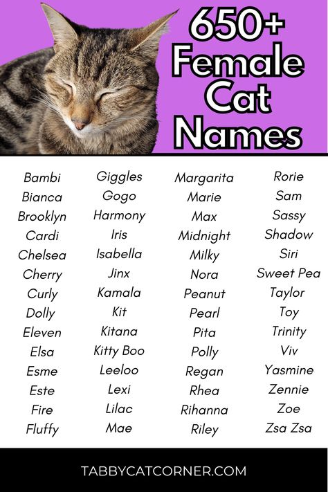 Sphynx Cat Names, Black Cat Names Female, Female Cat Names Unique, Cat Names Girl, Cat Names Unique, Cat Symbolism, Girl Cat Names, Cat Sayings, Sims Names