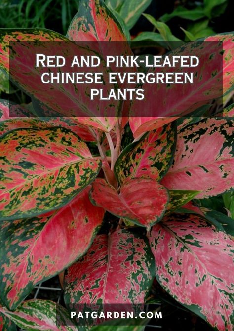 From care requirements to propagation techniques, explore the differences between these two varieties of Chinese Evergreen. Aglaonema Plant, Red Aglaonema, Chinese Evergreen Plant, Evergreen Flowers, Red Veins, Chinese Evergreen, Evergreen Plants, Liquid Fertilizer, Pink Leaves