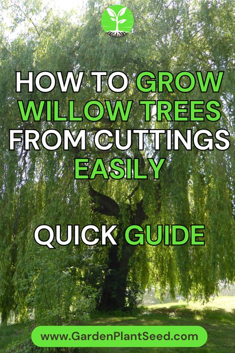 In this comprehensive guide, you will learn the step-by-step process of growing willow trees from cuttings. We will explore the methods to successfully propagate willow trees and provide helpful tips for ensuring their healthy growth in your own backyard. Propagate Willow Tree, Propagating Weeping Willow, Willow Trees Garden, Desert Willow Tree, Wellness Garden, Composting Methods, Sustainable Homestead, Desert Willow, Willow Trees