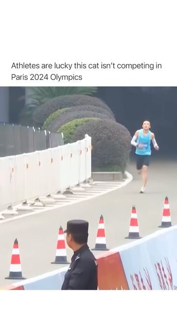 Fast Reflexes, Confused Cat, No Exit, From The Sidelines, Chongqing, Viral Video, Funny Cat Videos, Half Marathon, Gold Medal