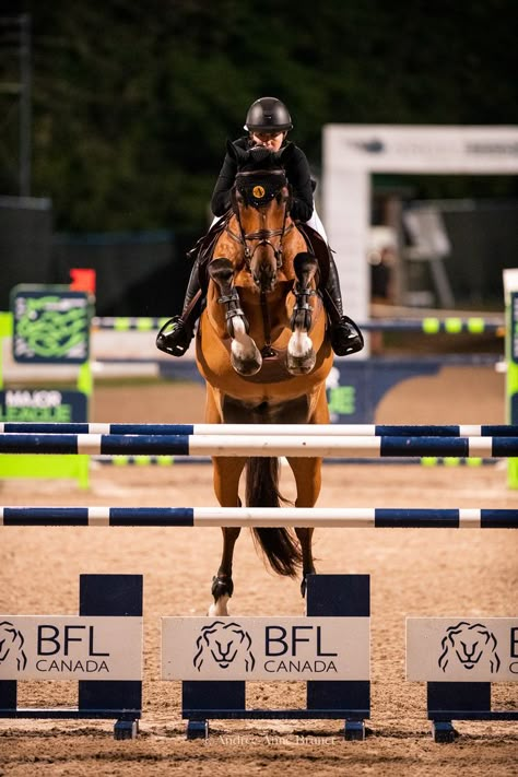 Showjumping Aesthetic, Show Jumper, Equestrian Pictures, Hunter Jumper Horses, Nicole Walker, Jumping Horses, Show Jumping Horses, Equestrian Aesthetic, English Horse