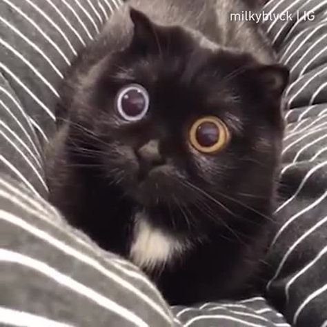 9GAG: Go Fun The World on Instagram: “My pupils when I see food⠀ By @milkyblvck⠀ -⠀ @meowed #cat #pupils” Cat Pupils, See Food, Crazy Cat People, Cat People, Cat Owners, Big Eyes, Cat Design, Crazy Cats, Cute Puppies