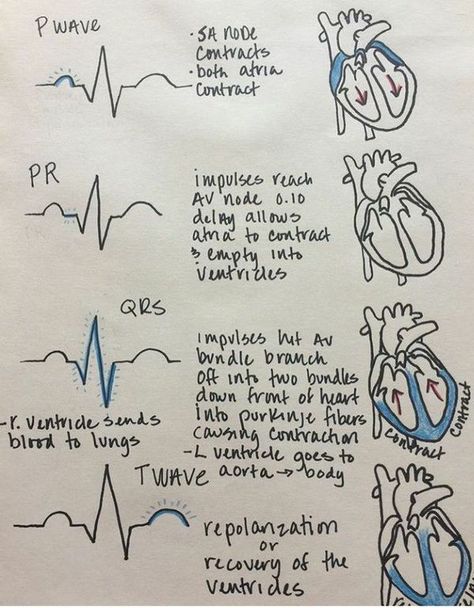 Cycle Phases, Cardiac Cycle, Studie Hacks, Medical Assistant Student, Vet Medicine, Nurse Study Notes, Nursing Student Tips, Medical Student Study, Cardiac Nursing