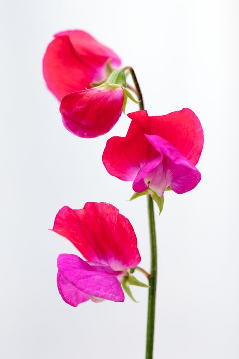 Lathyrus odoratus, 'Prince Edward of York' Lathyrus Odoratus, Sweet Pea Seeds, Most Popular Flowers, Home Grown Vegetables, Seed Catalogs, Garden Greenhouse, Pollinator Garden, Hardy Perennials, Grass Seed