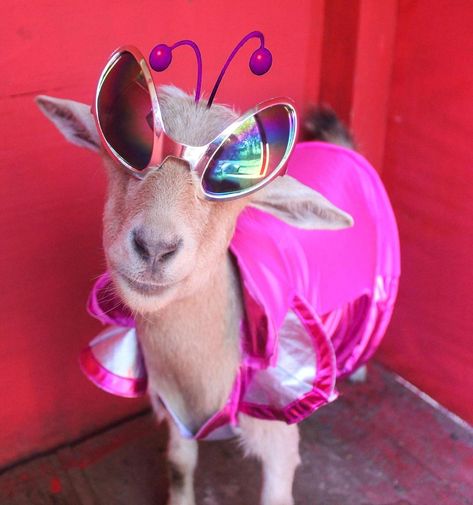 Goat Aesthetic, Goat Pics, Animals In Costumes, Goat Meme, Goat Costume, Goat Life, Funny Goats, Goat Funny, Goat Picture