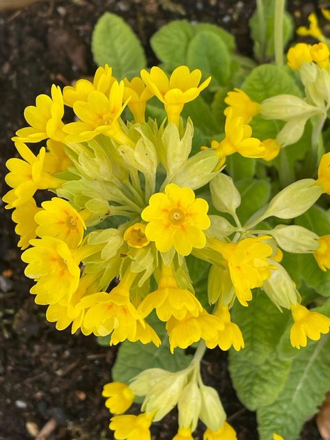 Frieda Oxenham: Cowslips and Tulip Cowslips Flower, Fair Folk, Folk Flowers, Erin Hanson, Rowan Tree, Mixed Media Supplies, Dry Stone, Floral Image, Project 365