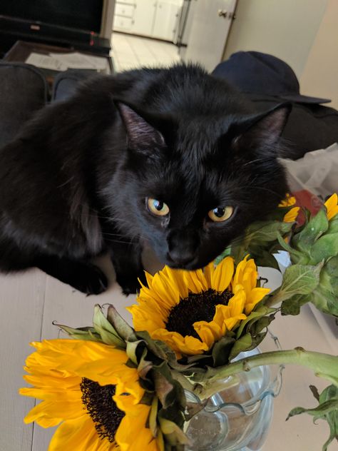 Bell caught trying to eat thr sunflower...again. Black Cat Sunflower, Cat Sunflower, Miss Kitty, Cat Books, Cute Animals Images, Black Cats, Pretty And Cute, Pretty Pictures, Cute Cats