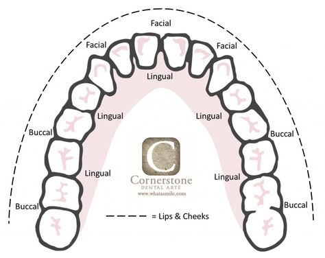 Tooth surfaces Dental Assistant Tooth Surfaces, Tooth Surfaces Dental, Tooth Surfaces Chart, Tooth Map, Dental Information, Dental Assistant Study Guide, Tooth Surfaces, Registered Dental Assistant, Dental Assistant School