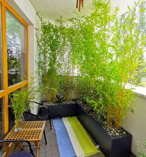 7 Best Types of Bamboo Plants for Privacy - Balcony Boss Balcony Privacy Plants, Bamboo Privacy Hedge, Bamboo Plant Indoor, Indoor Bamboo, Plants Balcony, Bamboo Privacy, Bamboo Trees, Bamboo In Pots, Golden Bamboo