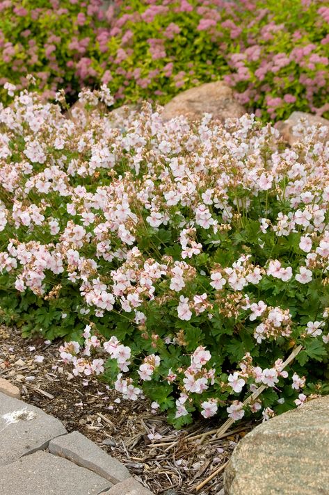 Geranium x cantabrigiense 'Biokovo' | Stonehouse Nursery Plant Tags, Landscape Plan, Geraniums, White Flowers, Michigan, Nursery, Tags, Outdoor Decor, Plants