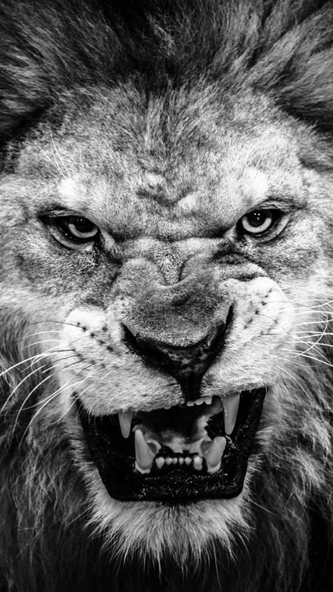 Lion Wallpaper Iphone, Lion Wallpaper, Wallpaper Iphone, Lion, Wallpapers, Black And White, Iphone, White, Black