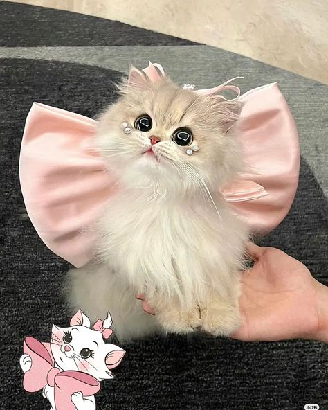 Meaw Cat (@meawcat_) • Instagram photos and videos Cat Pics Aesthetic, Kitten Collars, Image Chat, Cute Little Kittens, Gorgeous Cats, Cute Cats Photos, Cat Makeup, Little Kittens, Funny Cat Memes