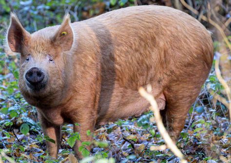 Tamworth Pigs, Tamworth Pig, Wooly Pig, Mangalitsa Pig, Homesteading Animals, Pig Breeds, Raising Pigs, Tamworth, My Heritage