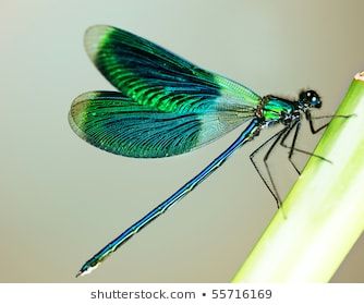 Dragonfly Images, Dragonfly Photos, Dragon Flys, Dragonfly Painting, Colorful Dragonfly, Dragonfly Insect, Picture Polish, Green Dragonfly, Dragonfly Art