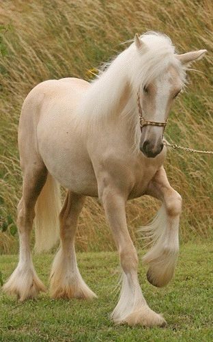 Palomino Gypsy Vanner Horse Cavalo Palomino, Palomino Horses, Amazing Horses, Palomino Horse, Most Beautiful Horses, Majestic Horse, All The Pretty Horses, Horse Crazy, Clydesdale