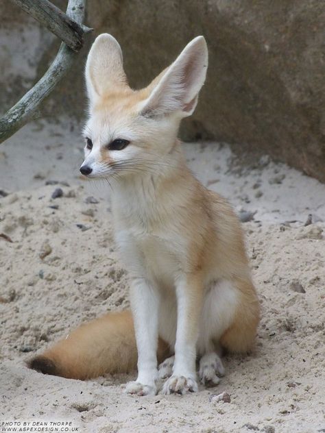 Fennec Fox Cute, Fennec Fox Pet, Regard Animal, Desert Fox, Fox Images, Fox Pictures, Foxes Photography, Fennec Fox, Pet Fox