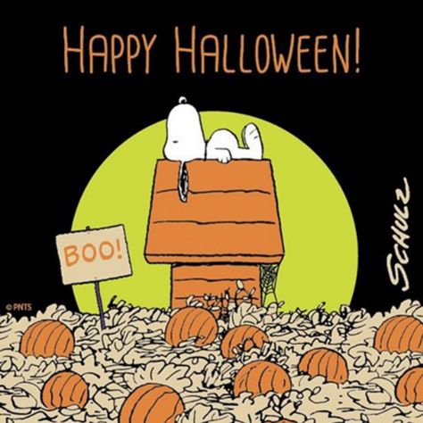 Happy Halloween Happy Halloween Quotes, The Great Pumpkin Charlie Brown, Pumpkin Patch Sign, Charlie Brown Halloween, Great Pumpkin Charlie Brown, It's The Great Pumpkin, Peanuts Halloween, Peanut Gang, Snoopy Halloween