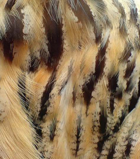 Owl Feathers Owl Feathers, On The Wings Of Love, Owl Feather, Feather Texture, Owl Patterns, Feather Art, Feather Pattern, A Level Art, All Birds