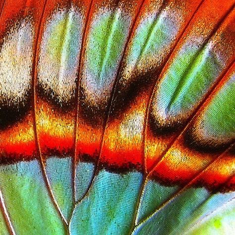 Butterfly Wings Pattern, Foto Macro, On The Wings Of Love, Photo Macro, Beautiful Bugs, Butterfly Wing, Bugs And Insects, Patterns In Nature, Nature Prints