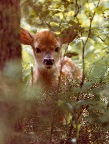 Crunch et Cana Autumn Animals, Woodland Cottage, Owl Photos, Forest Photos, Baby Animals Funny, Walk In The Woods, Baby Deer, Woodland Creatures, Animal Photo