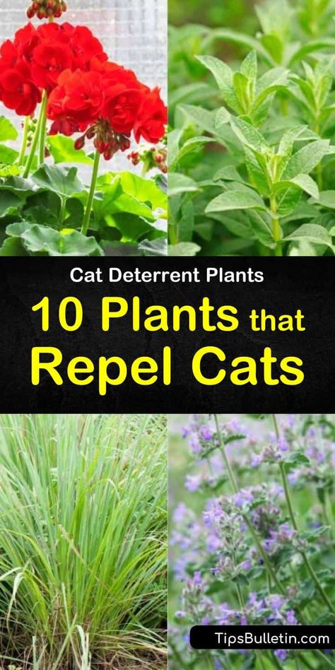 Cat Deterrent Plants - 10 Plants That Repel Cats What Plants Repel Cats, How To Repel Cats From Yard, Plants Cats Wont Eat, Plants To Deter Cats, How To Get Rid Of Cats On My Porch, Plants That Deter Cats, How To Get Rid Of Stray Cats In Yard, Keeping Cats Out Of Garden, How To Keep Cats Off Outdoor Furniture