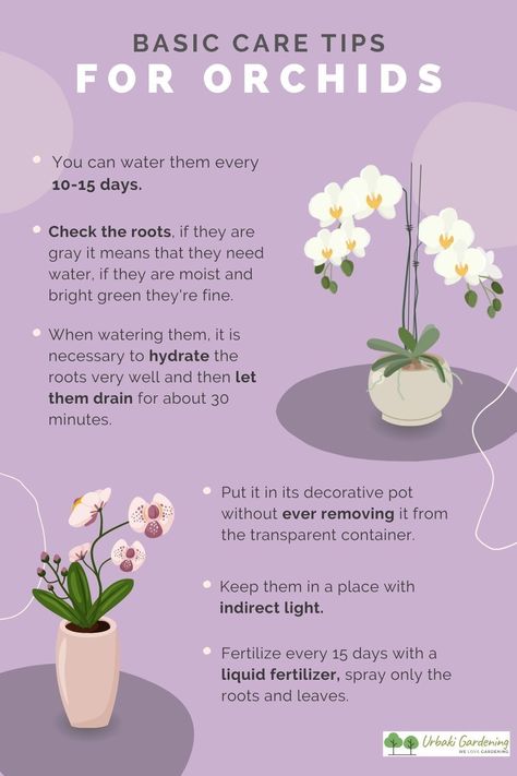 This will be an easy, step by step, detailed tutorial which will help you water your Phalaenopsis Orchid the right way!Watering Phalaenopsis Orchids is a very easy, but important aspect of their care. They don't naturally grow in soil, so watering should be done in accordance with the medium and pot they grow in!Never use hot or freezing cold water, it can damage the roots in time! Also, don't let water stand in the crown and in between the leaves, there is no wind to dry it in our homes! How To Plant Orchids In Pots, How To Care For An Orchid, How To Take Care Of Orchids, How To Take Care Of An Orchid, Growing Orchids In Water, How To Take Care Of Orchids Plants, Orchid Care For Beginners, How To Care For Orchids Indoors, How To Care For Orchids