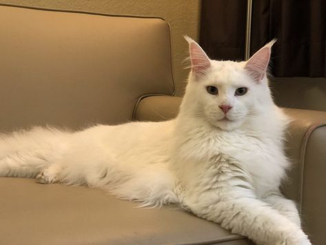 White Maine Coon - This Could Be The Coolest One Ever White Mainecoon Cat, Maine Cooney Cats Big, Biggest Cat In The World, Maine Cooney Cats, White Fluffy Cat, Cottagecore Cat, Mainecoon Cat, Domestic Cat Breeds, Dream's Cat