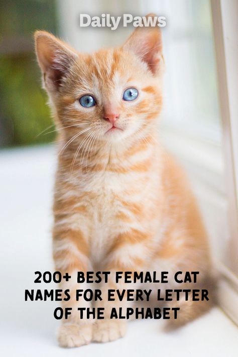 This mega list of cute and creative girl cat names will help you pick the perfect name for your new female cat. #catnames #kittennames #uniquepetnames #badasscatnames Cat Names Girl Unique, Female Cat Names Unique, Badass Cat Names, Ginger Cat Names, Kitten Names Girl, Cat Breeds List, Girl Cat Names, Unique Cat Names, Funny Cat Names