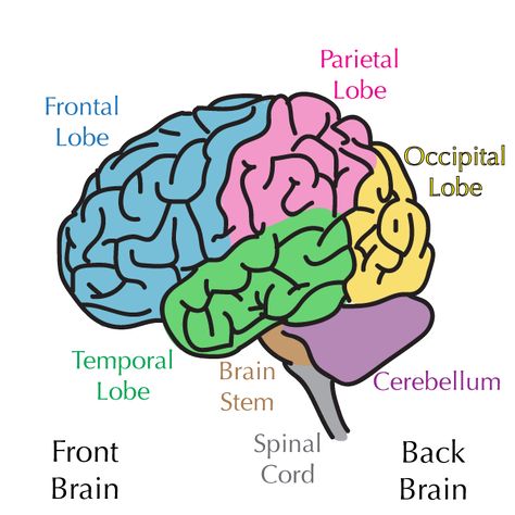 brain regions Occipital Lobe, Adventurous Life, Reality Bites, Frontal Lobe, Mental Health Counseling, Brain Science, Health Lessons, Group Therapy, Human Brain