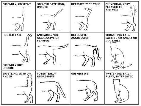 cat-chat3 Cat Tail Meaning, Cat Tail Language, Cat Communication, Body Language Signs, Cat Language, Cat Body, Cat Info, Arte Van Gogh, Image Chat