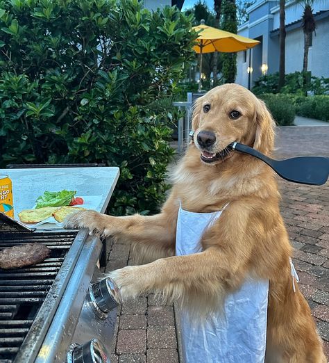 Happy National Cheeseburger Day 🍔 ***The burger and beer are just props*** #dogselfies #dogsofinstagram #goldenretriever #dogsoforlando #dogsofflorida Happy Aestethic, National Cheeseburger Day, Cute Dogs Images, Very Cute Puppies, Cute Animals Puppies, Very Cute Dogs, Really Cute Dogs, Silly Dogs, Cute Animals Images