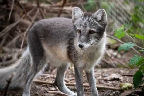 https://flic.kr/p/29Q5Kt9 | Arctic Fox Attentive in Summer Coat Fox Species, Summer Coat, Fox Pictures, Summer Coats, Bird Coloring Pages, Printable Animals, Dog Coloring Page, Pet Fox, Animal Coloring