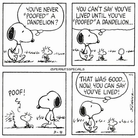 Steph Brown, Peanuts Snoopy Comics, Snoopy Comics, Snoopy Cartoon, Peanuts Comic Strip, Snoopy Funny, Charles Schulz, Snoopy Images, Cartoon Strip