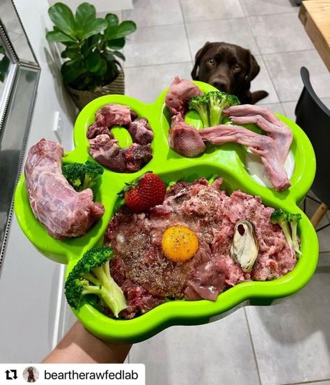 Raw Food Dog, Dog Raw Food Diet For Beginners, Raw Diet For Dogs, Puppy Planning, Raw Food Diet For Dogs, Raw Cat Food Diet, Fresh Food Diet, Diet Types, Dog Raw Diet