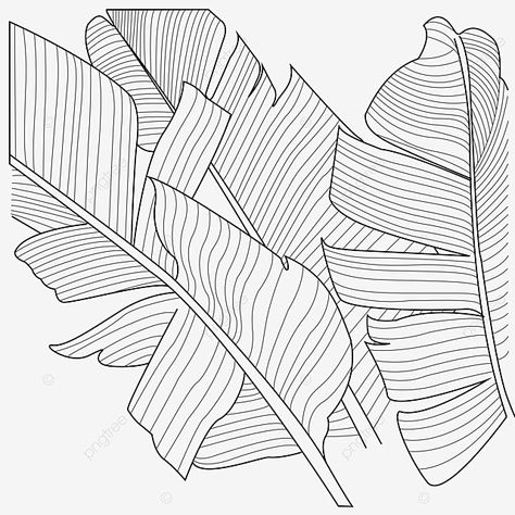 Banana Leaf Sketch, Banana Leaf Vector, Banana Leaf Drawing, Leaf Shading, Banana Drawing, Drawing Leaf, Wing Drawing, Leaf Outline, Drawing Png