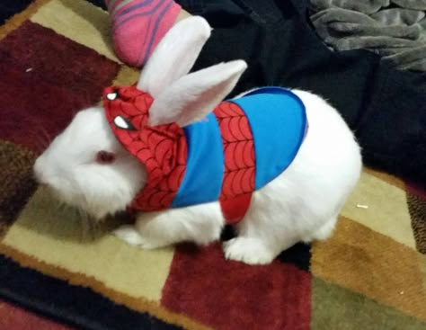 Bunnies In Costumes, Bunny In Costume, Bonnie Costume, Best Christmas Toys, Mini Lop, Rabbit Costume, Onesie Costumes, Cute Bunny Pictures