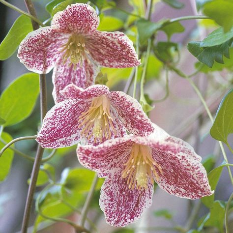 Clematis cirrhosa var. purpurascens 'Freckles' - Evergreen clematis Added to the garden 2015 Clematis Cirrhosa, Evergreen Clematis, Clematis Paniculata, Clematis Jackmanii, Clematis Armandii, Clematis Varieties, Clematis Montana, Clematis Plants, Evergreen Vines