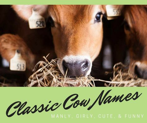 Cows have some of the biggest personalities on the farm, so have fun in the process of naming your cows and bulls. Read through this list of names for ideas and be sure to let us know what you choose! Cow Names Ideas, Funny Cow Names, Amberly Snyder, Goat Names, Female Cow, Cow Names, Miniature Cows, Show Cows, Pet Goat