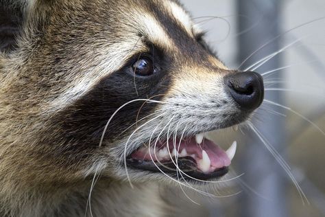 racoons | Recent Photos The Commons Getty Collection Galleries World Map App ... Raccoon Side Profile, Raccoon Fursona, Raccoon Teeth, Raccoon Drawing, Raccoon Art, Tattoo Nature, Pet Raccoon, Raccoon Dog, Animal Print Wallpaper