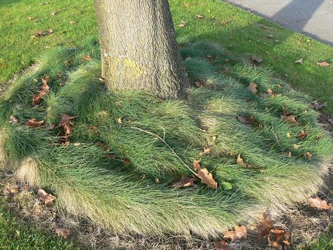 Fine Fescue Living Mulch, Fescue Lawn, Grass Types, Fescue Grass, Types Of Grass, Plant Pests, Backyard Plants, Healthy Lawn, Plant Problems