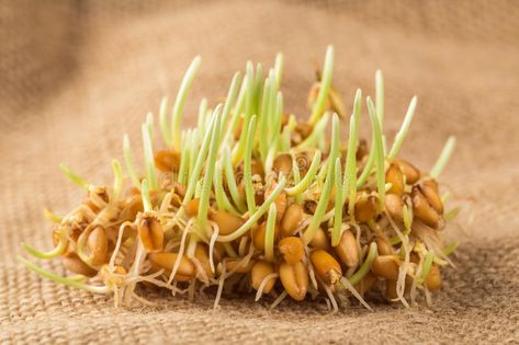 Wheat germs. Handful of wheat germs on the burlap background , #ad, #Handful, #germs, #Wheat, #background, #burlap #ad Wheat Background, Burlap Background, Wheat Germ, Ideas Creative, Design Display, Display Ideas, Inspiration Ideas, Wheat, Burlap