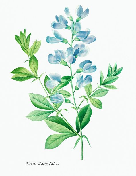 Antique plant drawn by Pierre-Joseph Redouté (1759–1840 ). Original from Biodiversity Heritage Library. Digitally enhanced by rawpixel. | free image by rawpixel.com / Biodiversity Heritage Library (Source) Botanical Prints Free, Indigo Flower, Wild Indigo, Indigo Plant, Sweet Pea Flowers, Free Illustration Images, Pea Flower, Vintage Botanical Prints, Antique Illustration