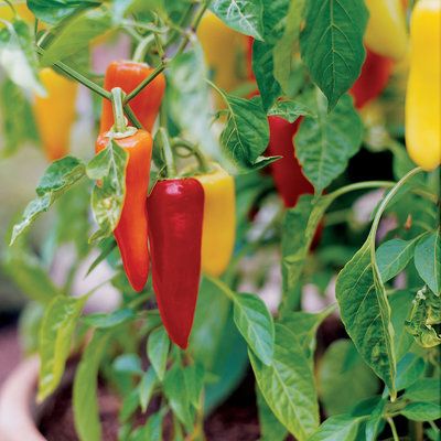 Peppers Sweet Pepper, Garden Veggies, Green Pepper, Have Inspiration, Fruit Garden, Veggie Garden, Growing Food, Edible Garden, Complementary Colors